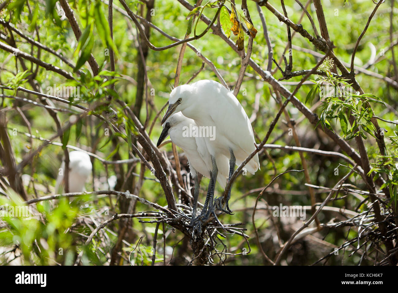 Aigrettes neigeuses juvénile (Egretta thula) sitting in tree - Florida USA Banque D'Images