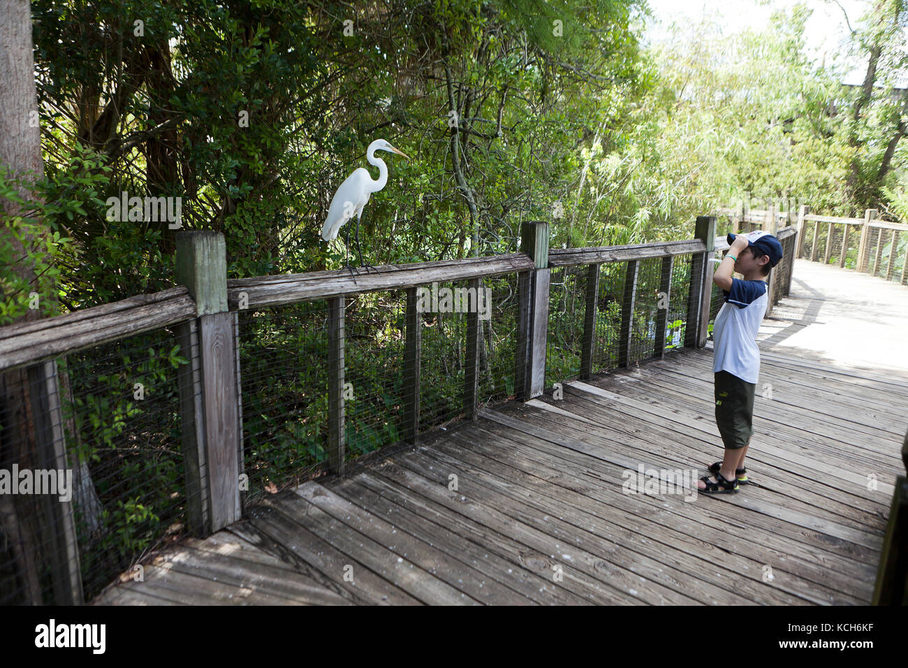 Enfant, 8 ans, l'observation d'un oiseau sauvage Grande Aigrette (Ardea alba) - Florida USA Banque D'Images