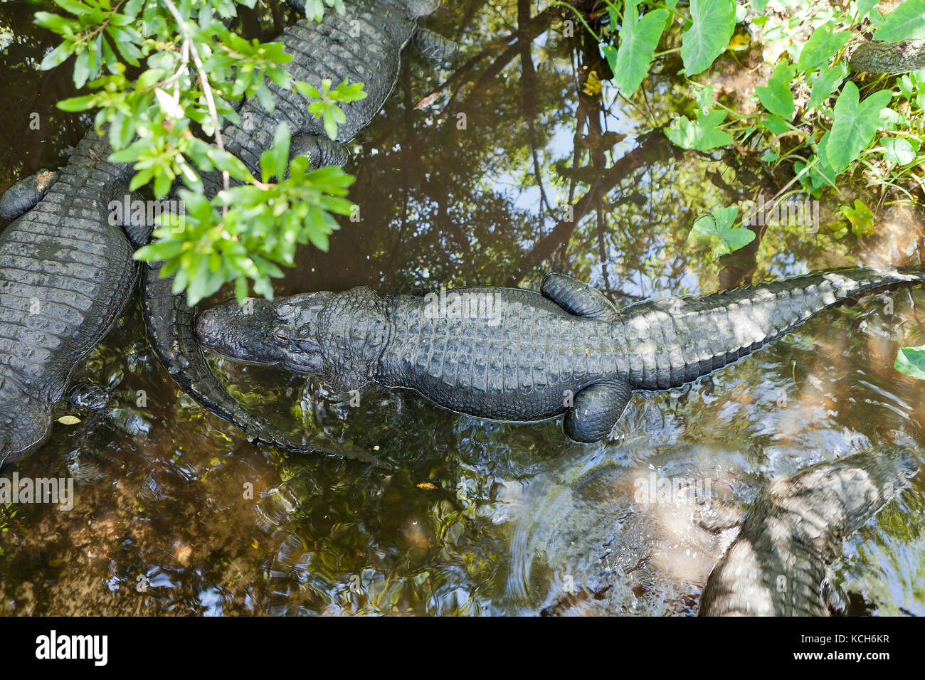 Les alligators Américains adultes (Alligator mississippiensis) basking dans sun à Gatorland - Orlando, Floride USA Banque D'Images Les alligators Américains adultes (Alligator mississippiensis) basking dans sun à Gatorland - Orlando, Floride USA Banque D'Images