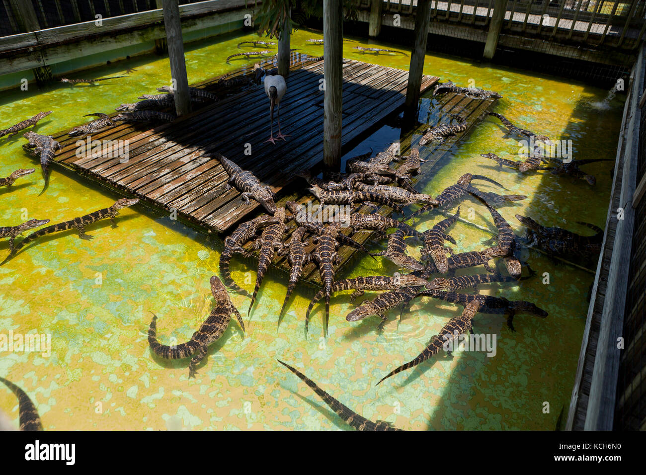 Les jeunes alligators (Alligator mississippiensis) basking dans sun à Gatorland - Orlando, Floride USA Banque D'Images