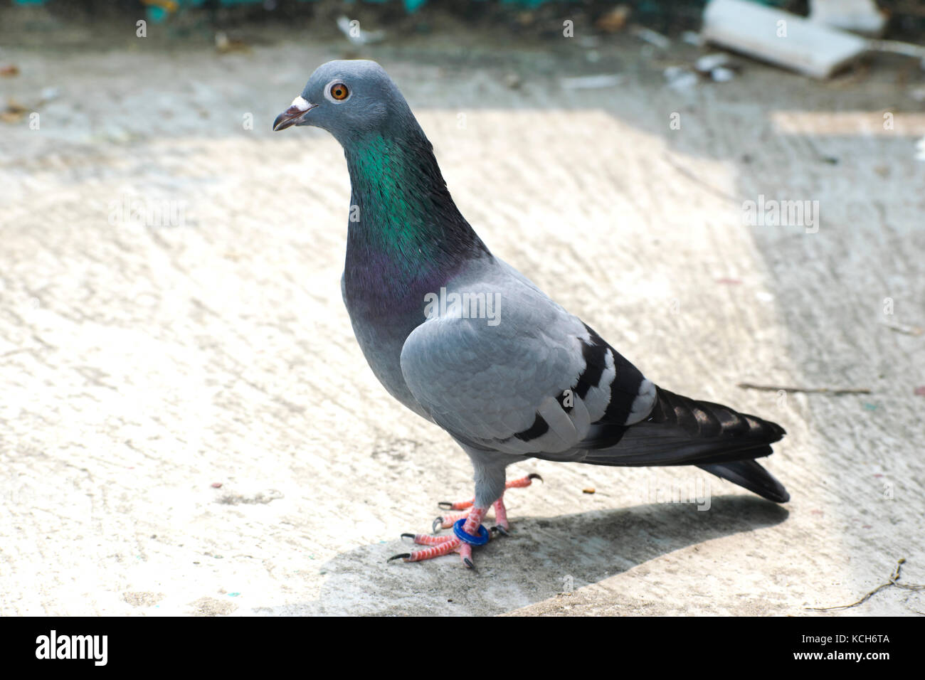 Pigeon oiseau assis debout sur le toit vert bleu bar racer jeu d'animal à tête chercheuse Banque D'Images