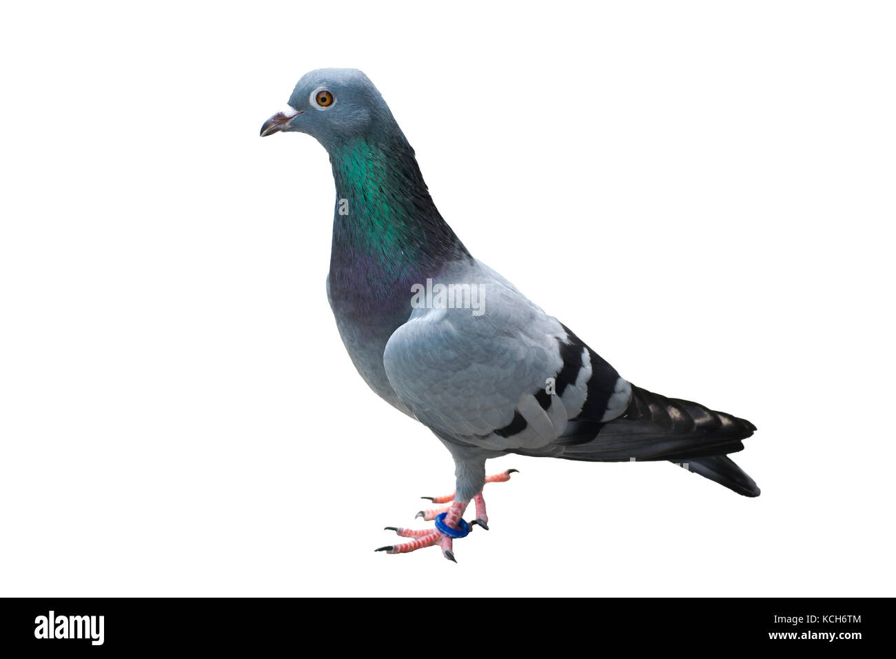 Pigeon oiseau isolé sur fond blanc vert bleu bar sauvage sauvage Banque D'Images Pigeon oiseau isolé sur fond blanc vert bleu bar sauvage sauvage Banque D'Images