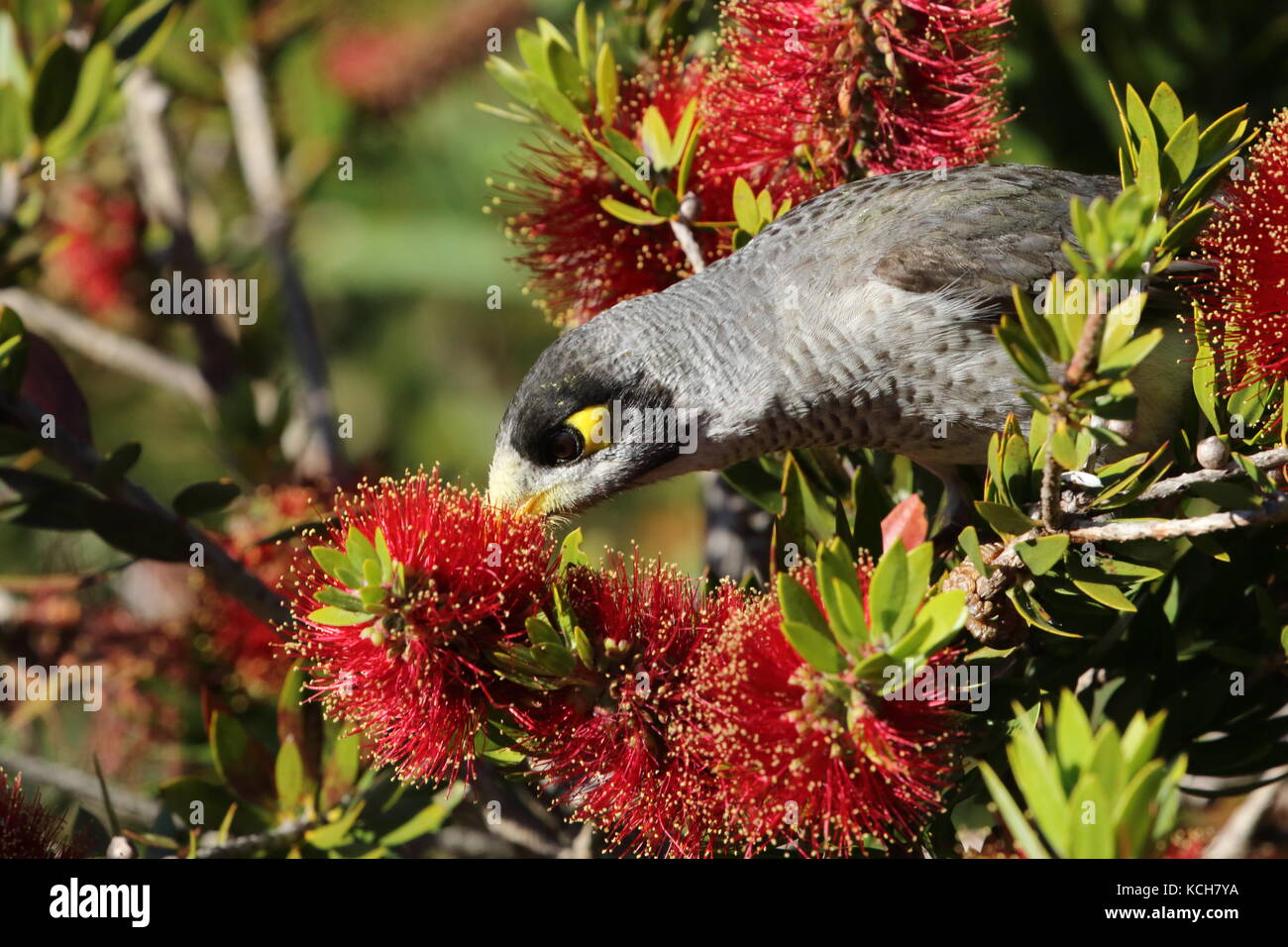 Noisy miner se nourrissant de nectar de brosse à bouteille Banque D'Images