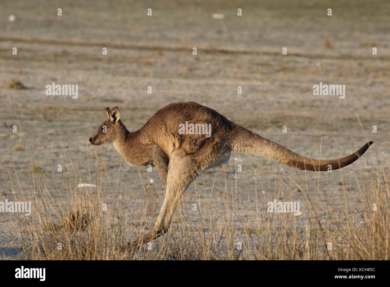 Saut de kangourou gris de l'Est à travers un champ Banque D'Images