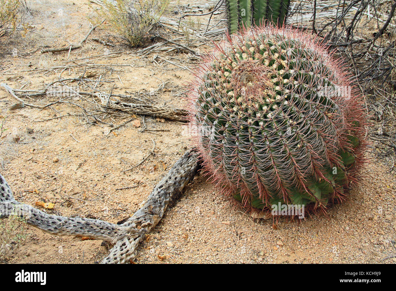 Fishhook Barrel Cactus en Arizona Banque D'Images