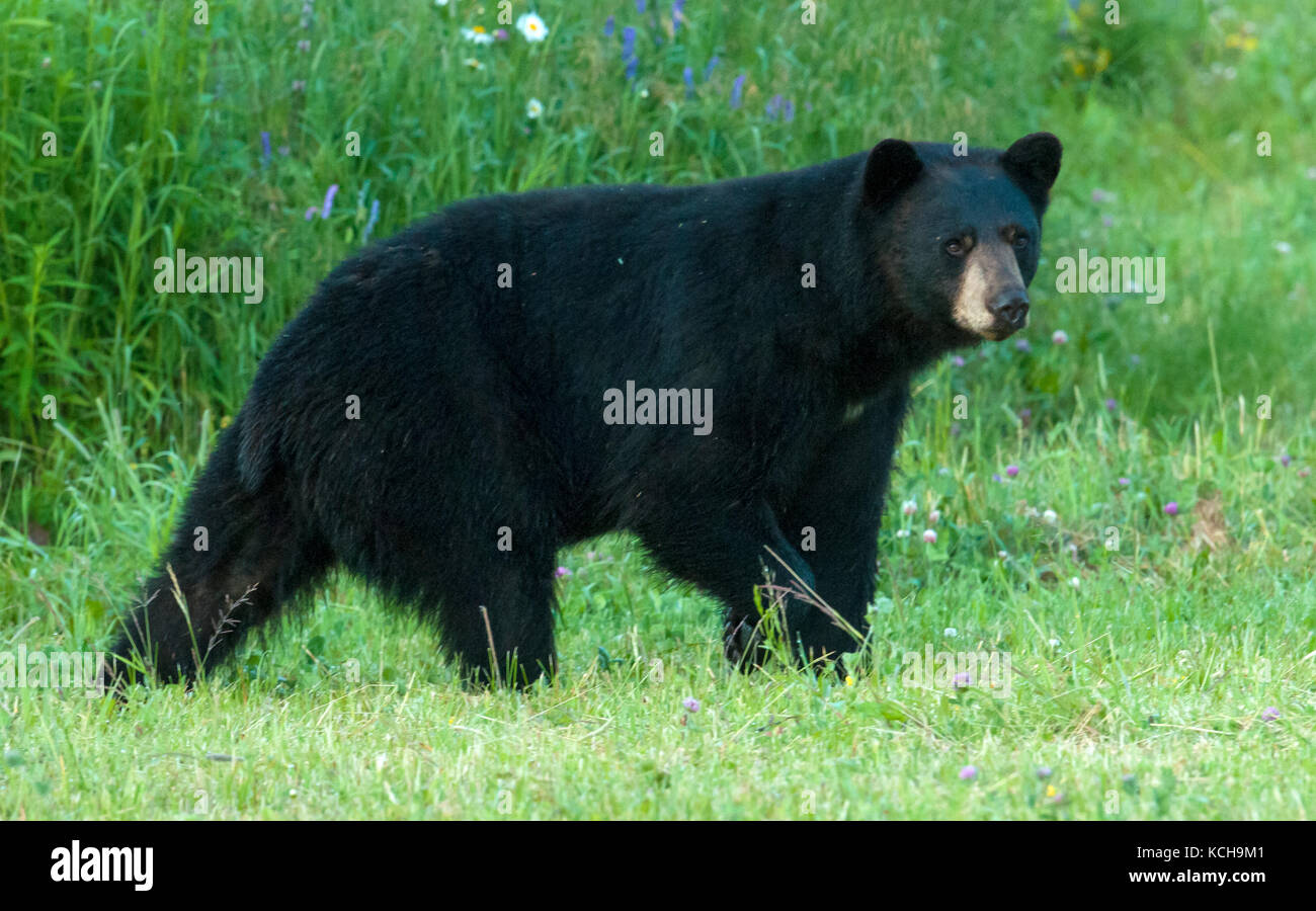 WIld ours noir (Ursus americanus) de sexe masculin ou de sanglier, près du lac Supérieur, Ontario Canada Banque D'Images