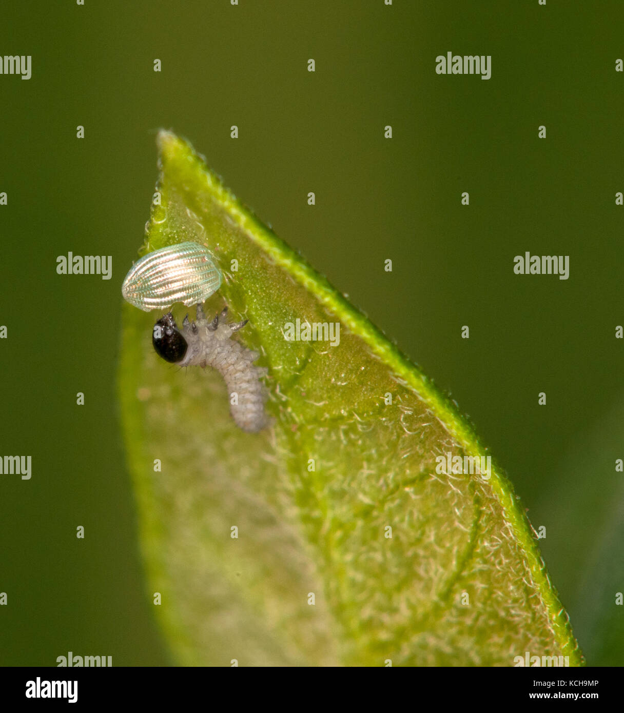 Juste éclos caterpillar monarque (Danaus plexippus) manger de la coquille (1er repas) Banque D'Images