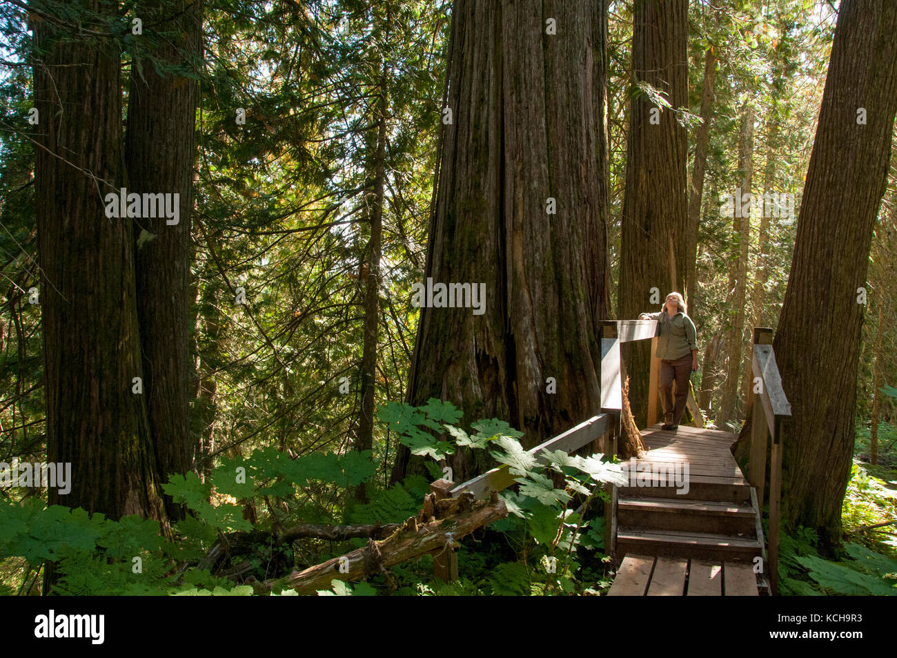 Femme marche sur piste à l'ancienne piste forestière à l'extérieur de Prince George, BC, Canada. La pluie à l'intérieur des terres, des forêts de thuya géant (Thuja plicata), une forêt ancienne. Autorisation modèle disponible. Banque D'Images