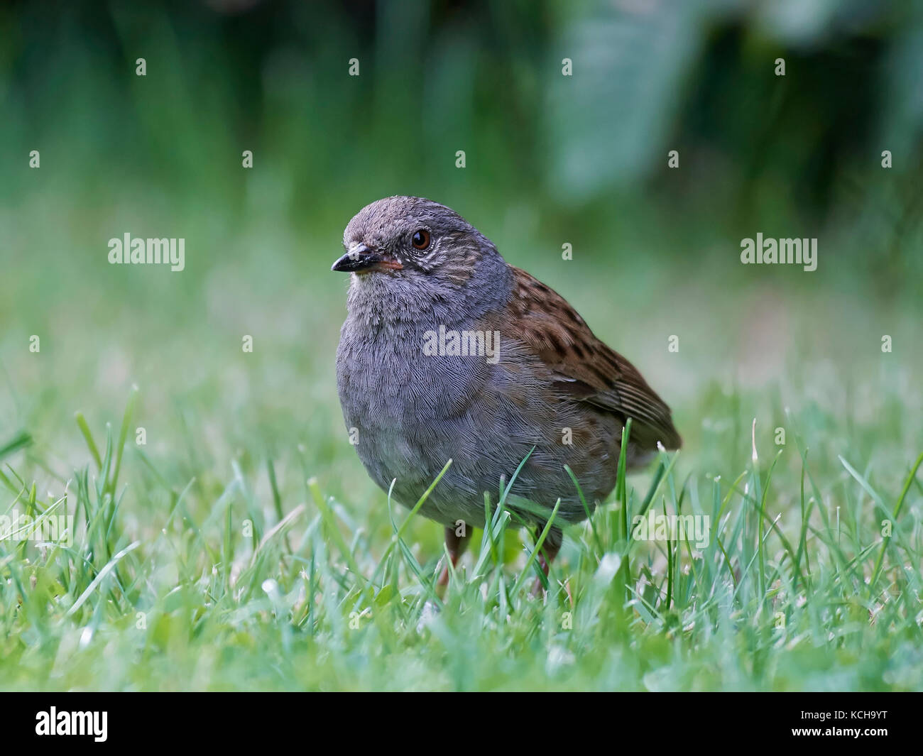 Nid à terre dans l'herbe dans son habitat Banque D'Images