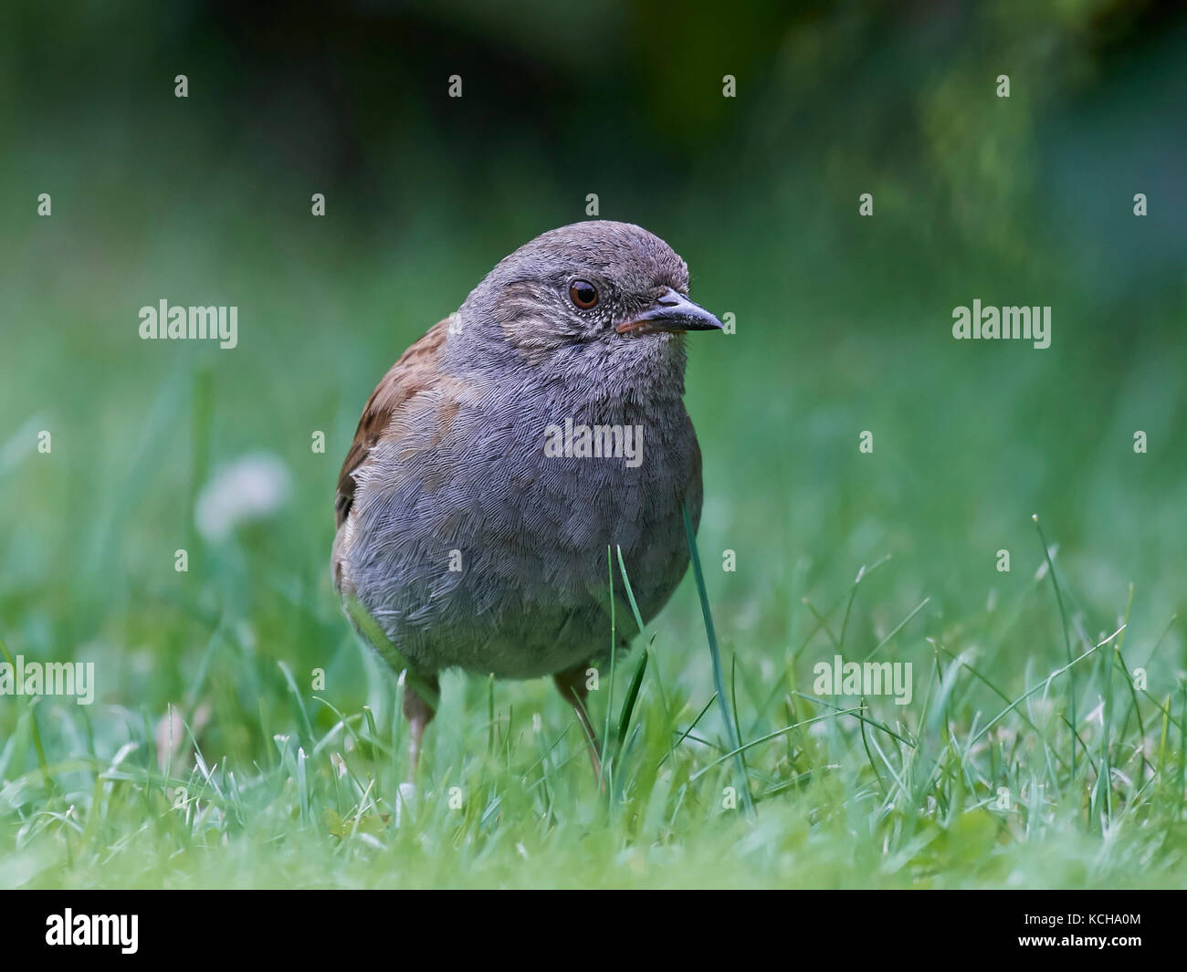 Nid à terre dans l'herbe dans son habitat Banque D'Images