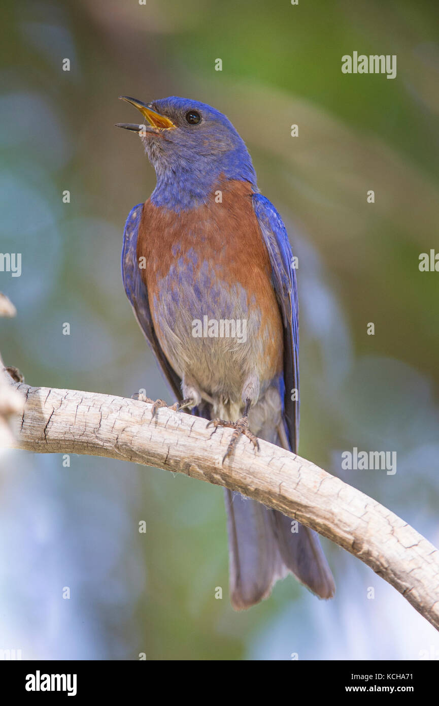 Bluebird Sialia mexicana de l'Ouest, le sud de l'Utah, USA, Banque D'Images