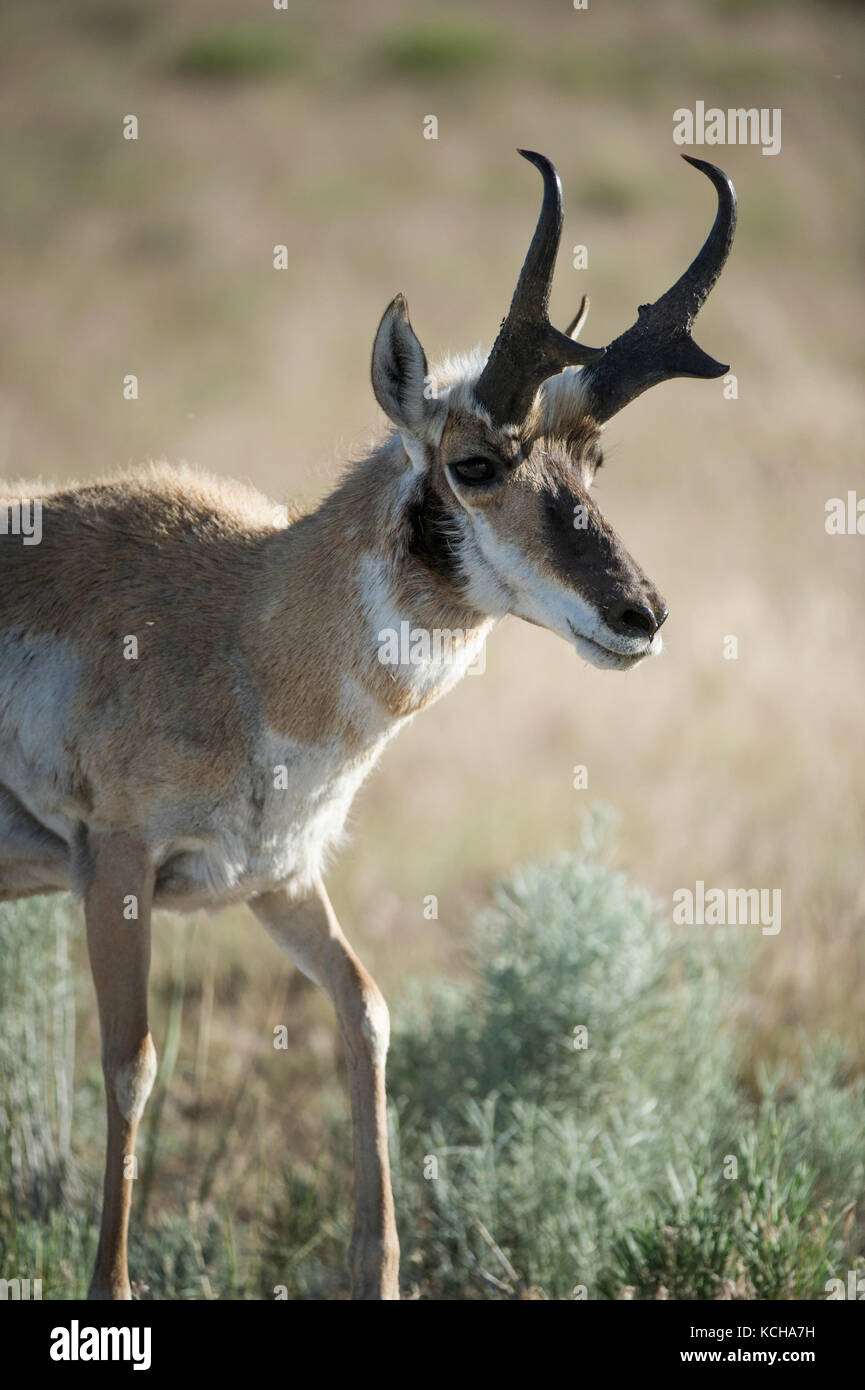L'Antilope, Antilocapra americana, Centre de l'Utah, USA Banque D'Images