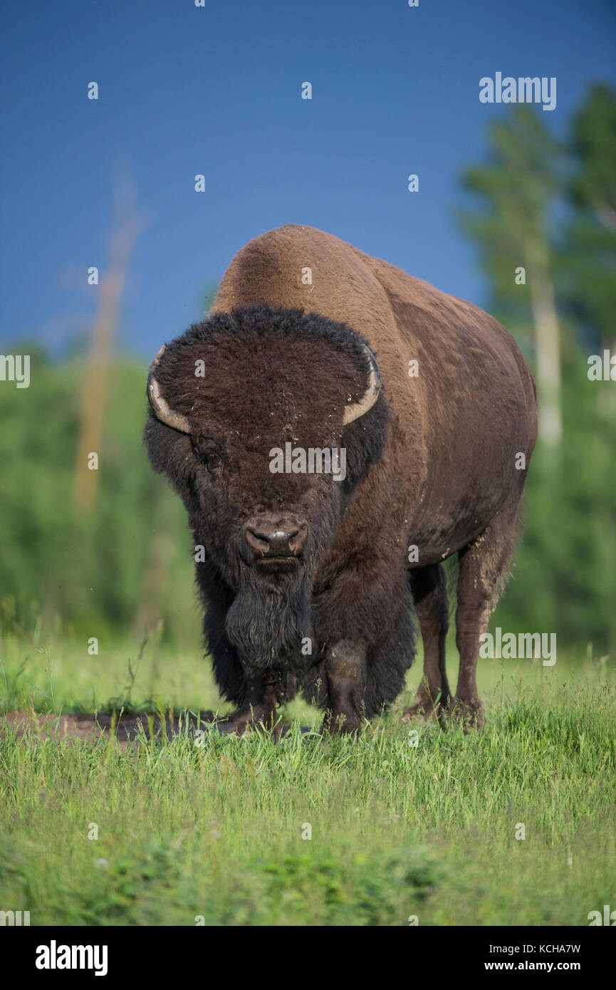 Bison, bison bison , Alberta, Canada Banque D'Images