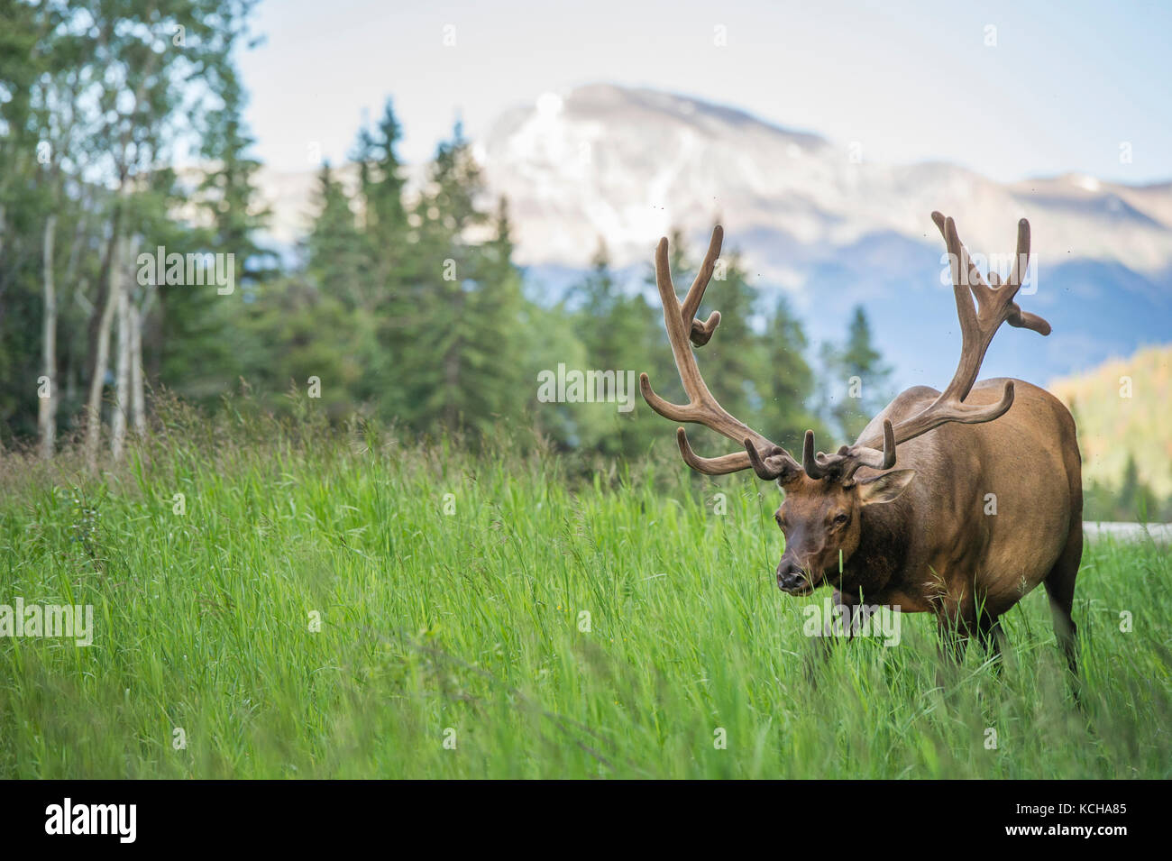 Rocky Mountain Elk Cervus, canadensis nelsoni, Canadian Rockies Banque D'Images