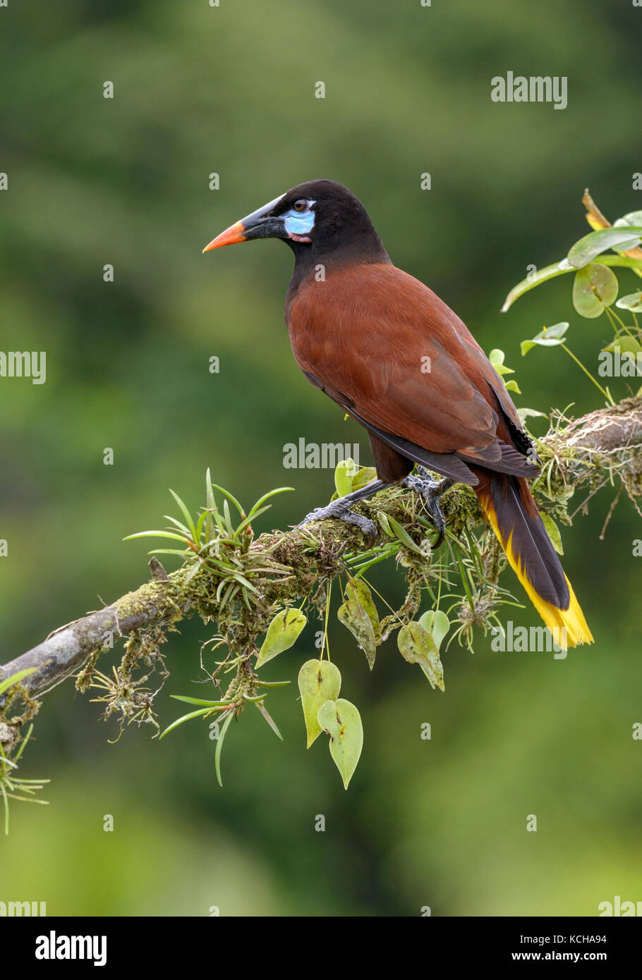 Montezuma-Oropendola (Psarocolius montezuma) à Laguna Lagarto Lodge près de Boca Tapada, Costa Rica Banque D'Images