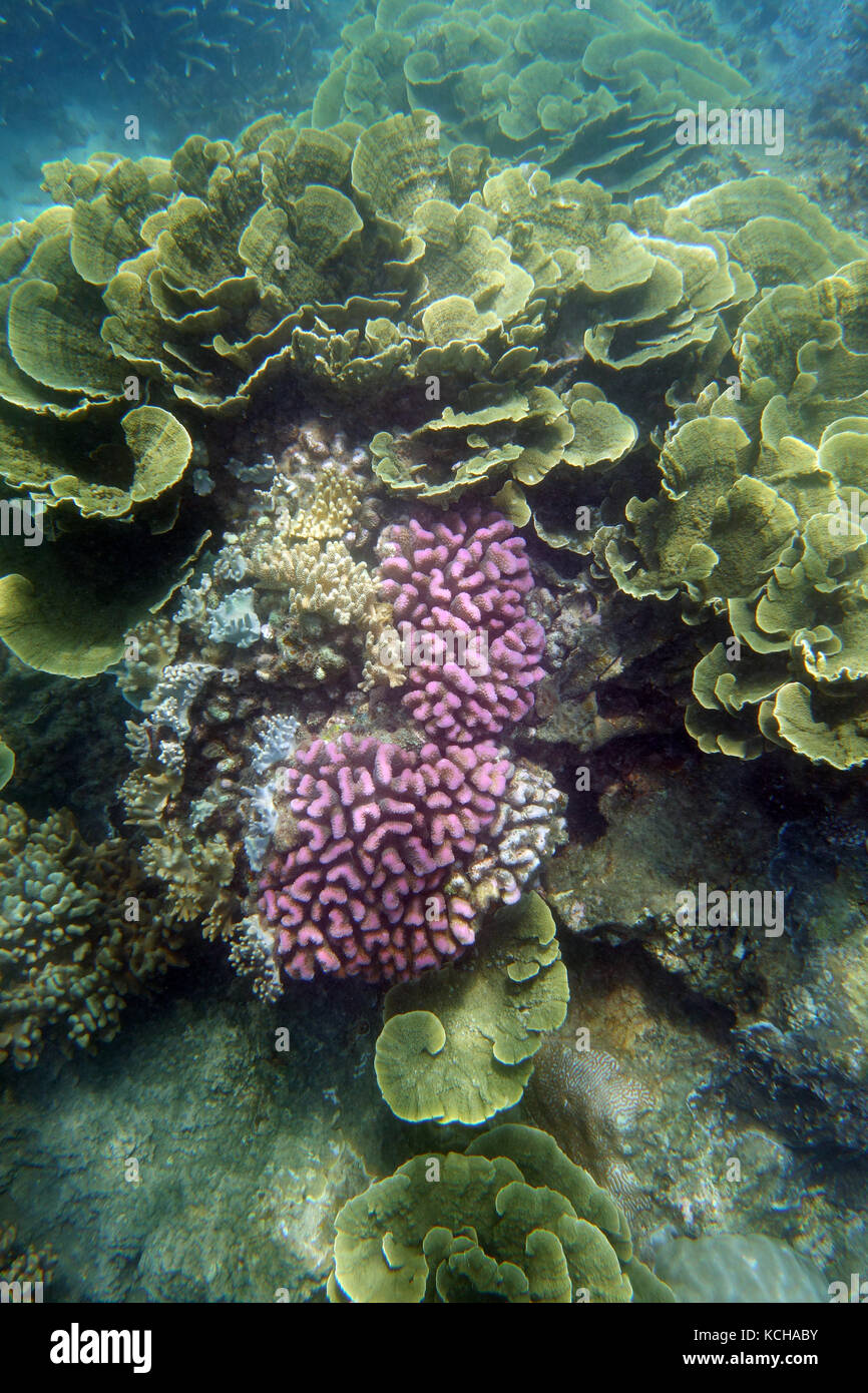 Coraux survivants y compris Pocillopora et Turbinaria après 2017 de blanchissement de masse, Frankland Islands, Grande Barrière de Corail, Queensland, Australie Banque D'Images