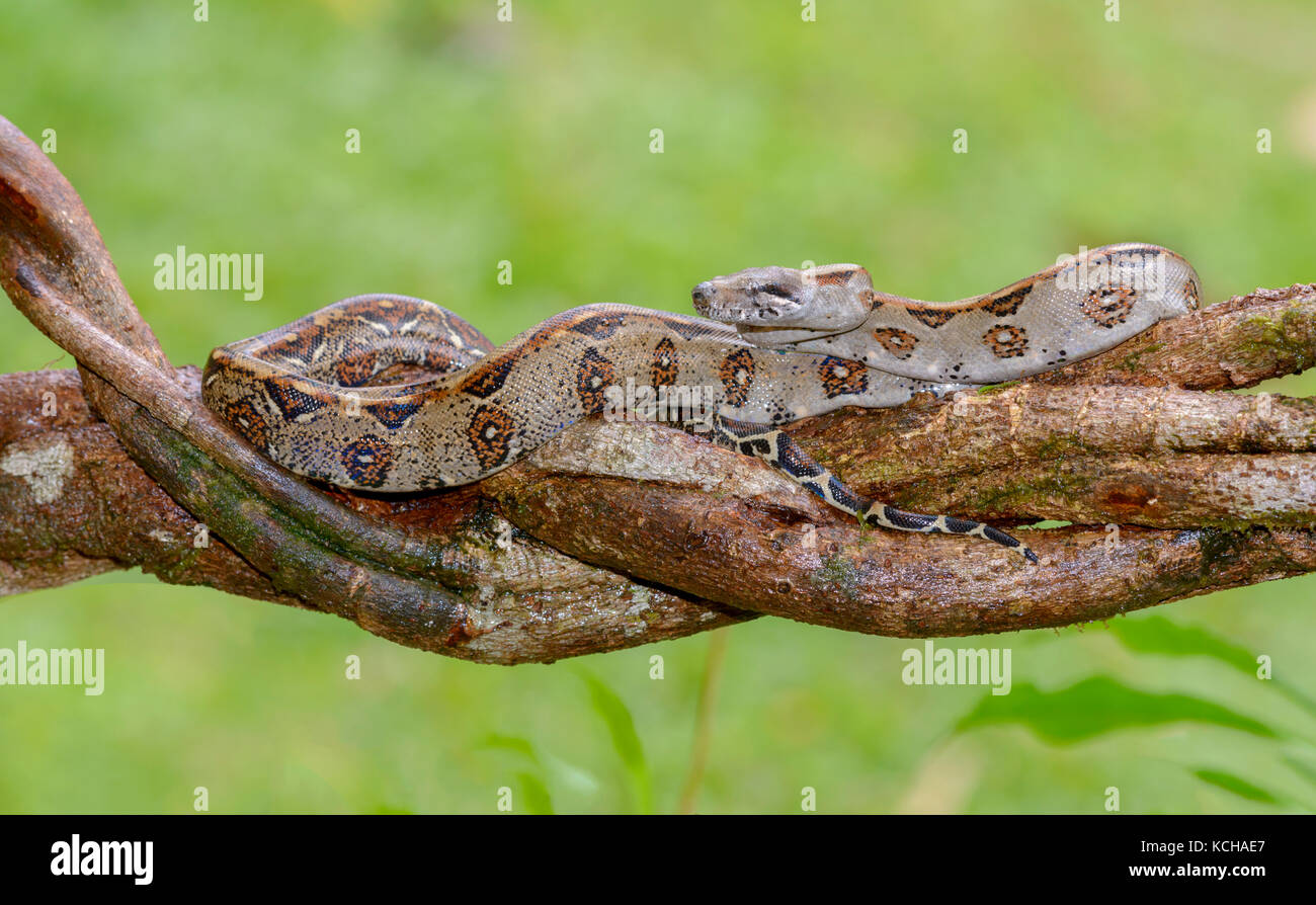 Boa-Constrictor, Boa constrictor, perché dans un arbre, Costa Rica Banque D'Images