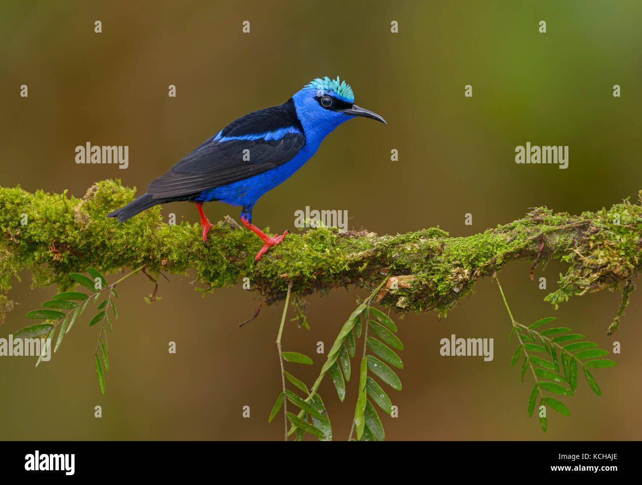 Red-legged Honeycreeper de sexe masculin (Cyanerpes cyaneus) à Laguna Lagarto Lodge, Costa Rica Banque D'Images