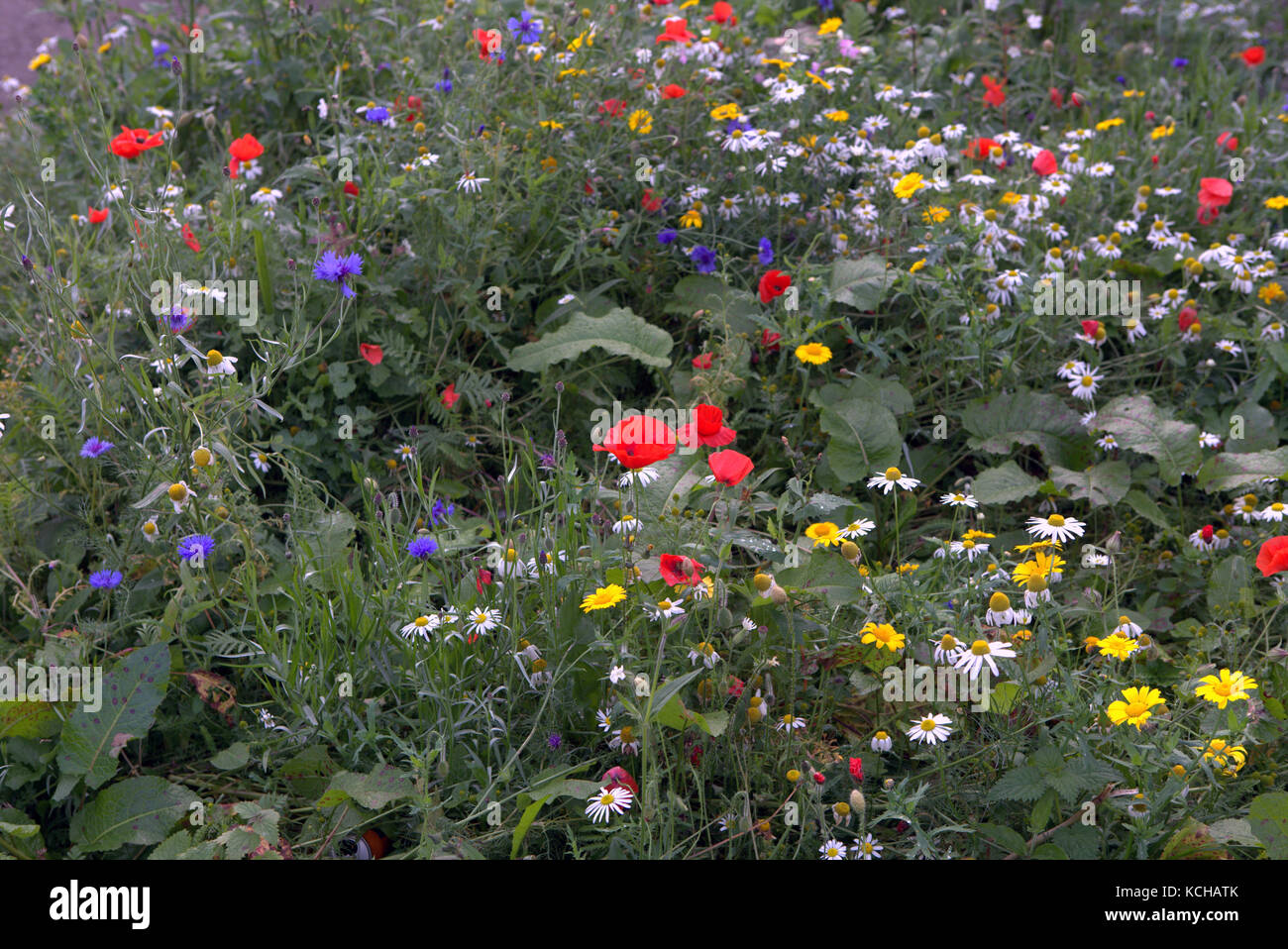 Coloré fleurs fleurs sauvages écossais et les mauvaises herbes de prairie natural collection Banque D'Images