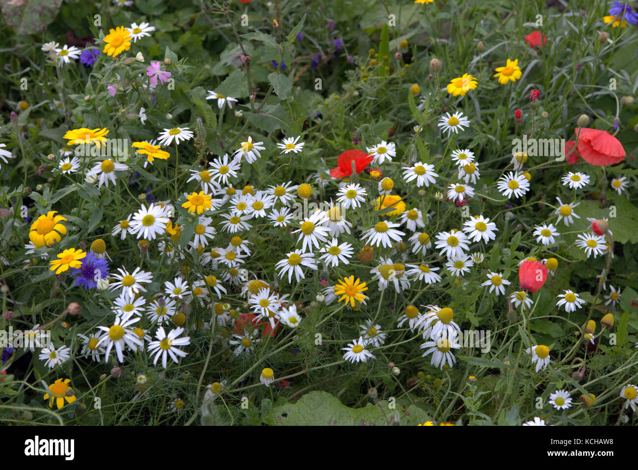 Coloré fleurs fleurs sauvages écossais et les mauvaises herbes de prairie natural collection Banque D'Images