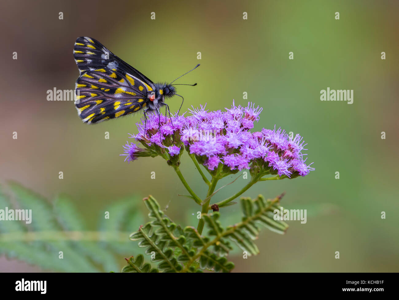 Dartwhite, Papillon perché sur une fleur, Costa Rica Banque D'Images