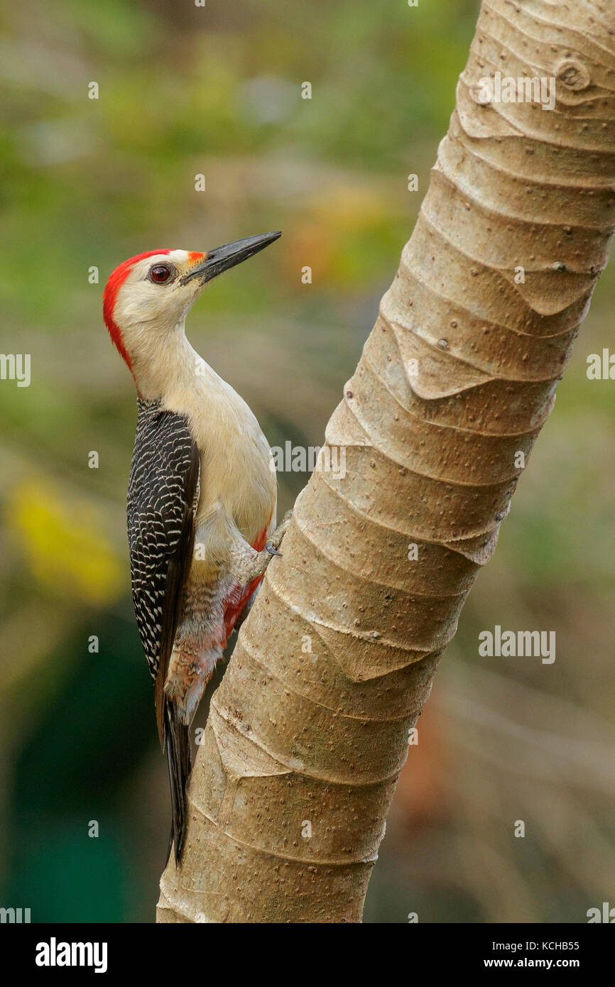 Woodpecker (Melanerpes pygmaeus Yucatan) perché sur une branche près de Cancun sur la péninsule du Yucatan au Mexique. Banque D'Images