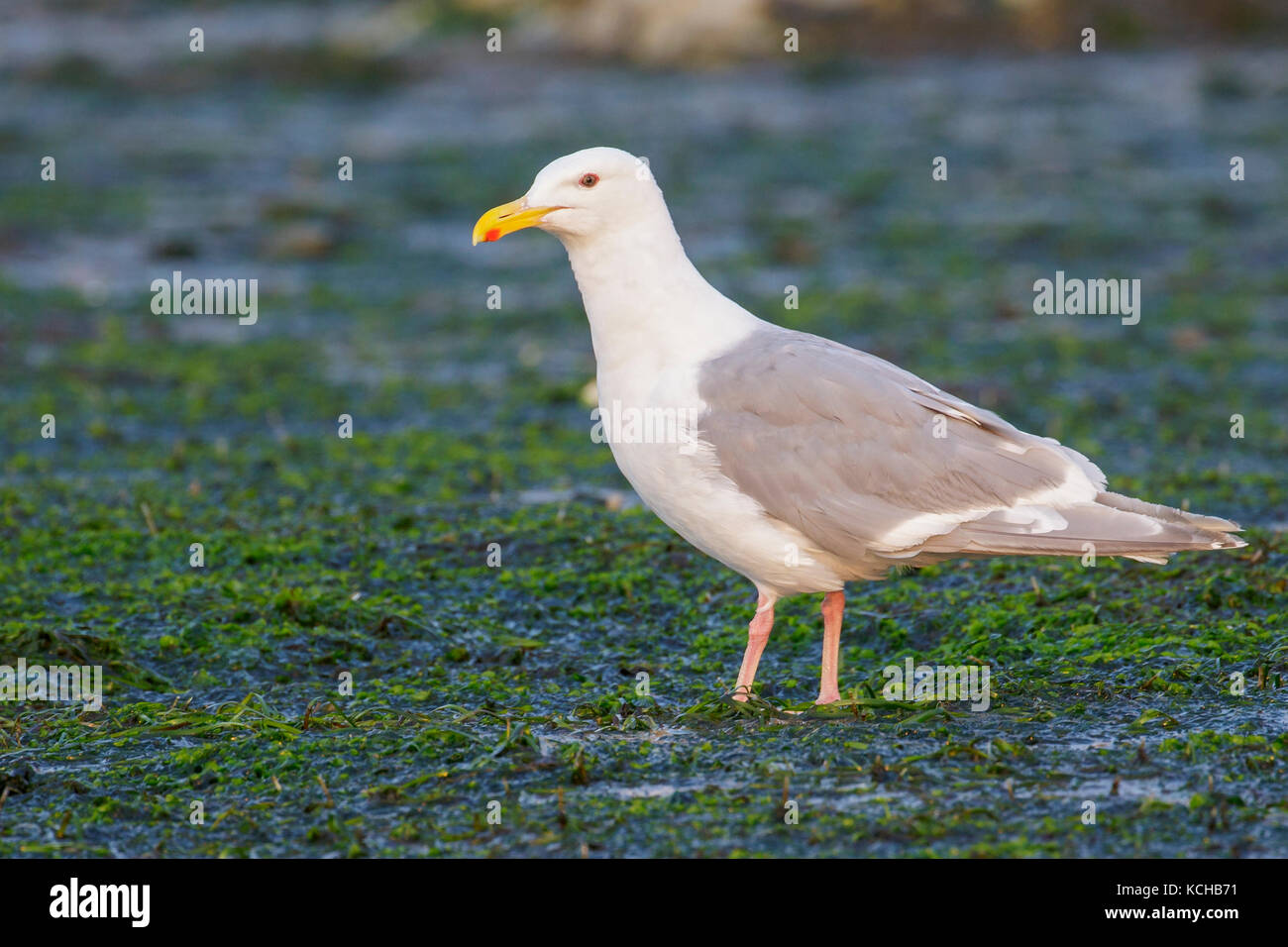 Goéland à ailes grises (Larus glaucescens) sur une plage de la Colombie-Britannique, Canada. Banque D'Images