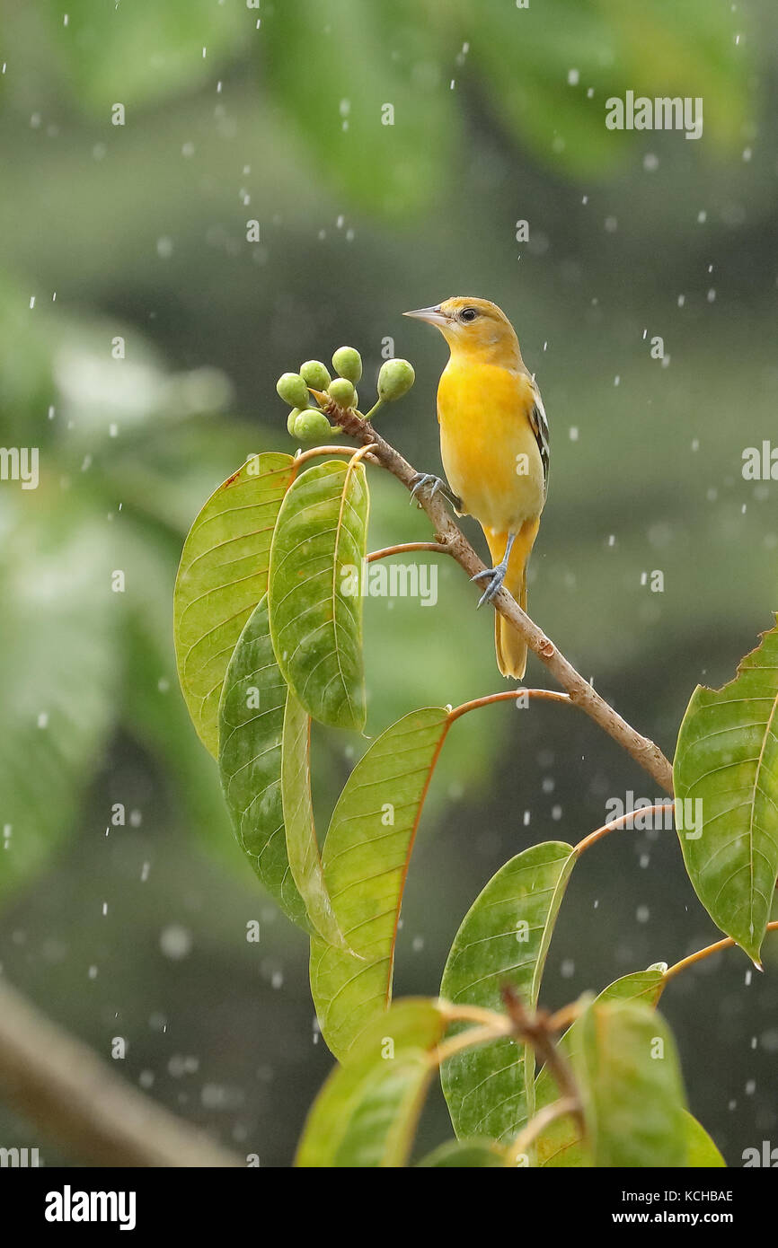 L'Oriole de Baltimore (Icterus galbula) g. Perché sur une branche au Costa Rica Banque D'Images