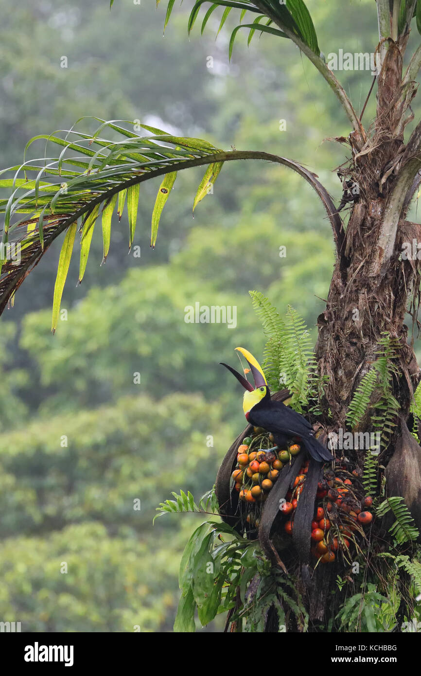 Black-mandibled Toucan (Ramphastos ambiguus) perché sur une branche au Costa Rica Banque D'Images