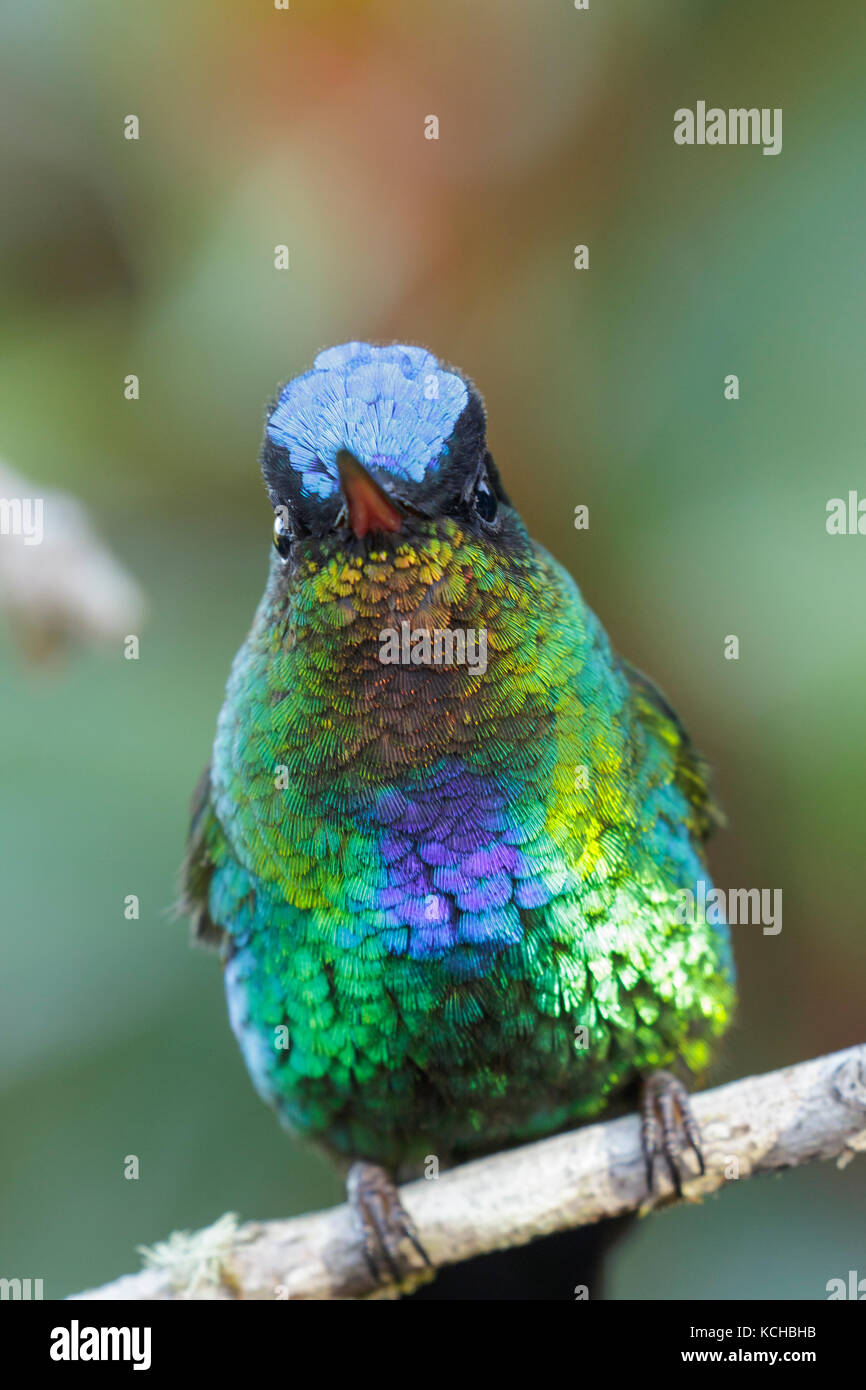 Le Colibri à Fiery (Panterpe insignis) perché sur une branche au Costa Rica. Banque D'Images