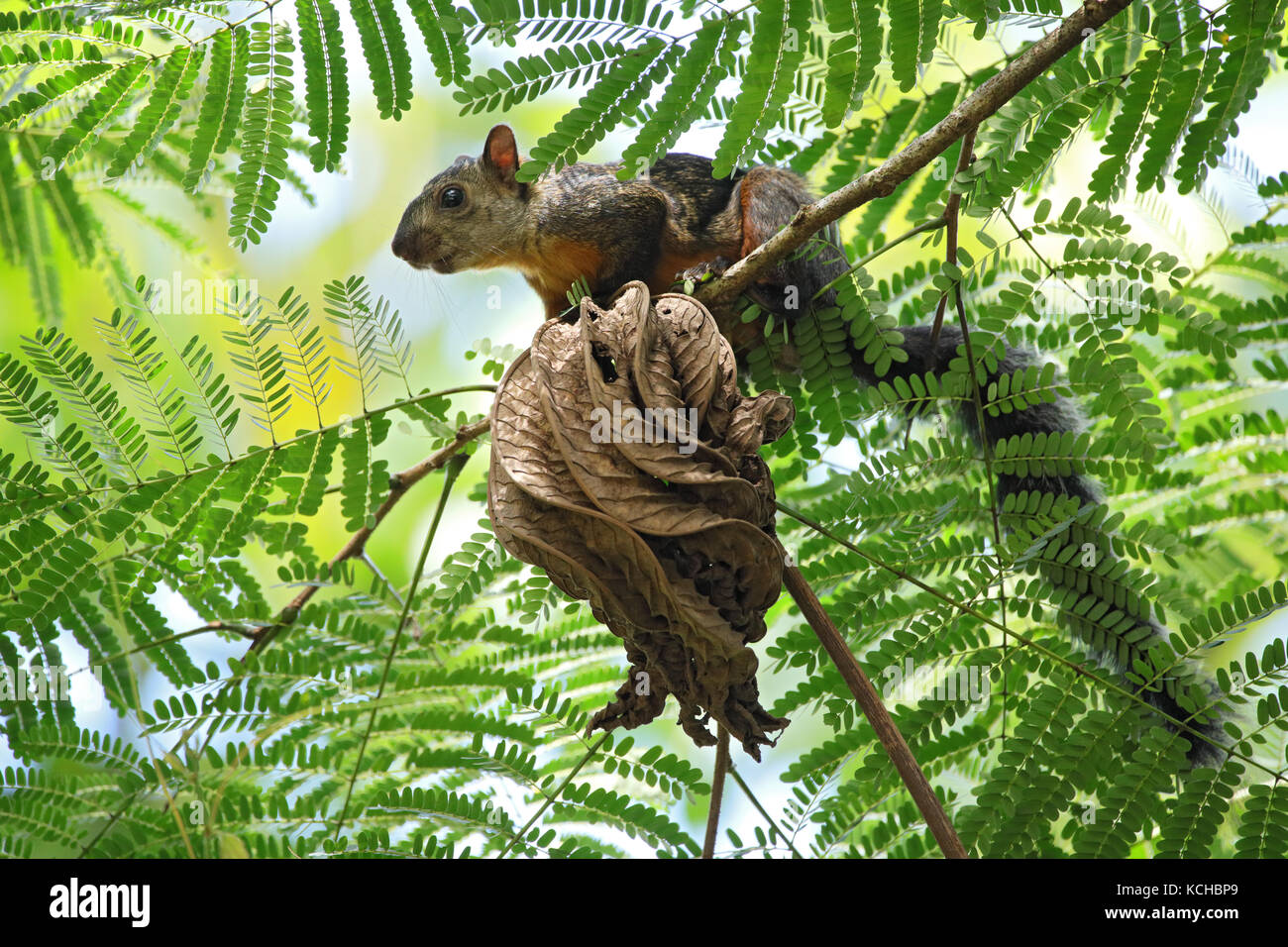 Perché sur une branche de l'écureuil au Costa Rica Banque D'Images