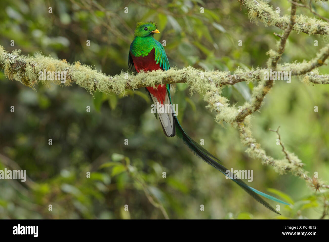 Quetzal resplendissant (Pharomachrus mocinno) perché sur une branche au Costa Rica. Banque D'Images