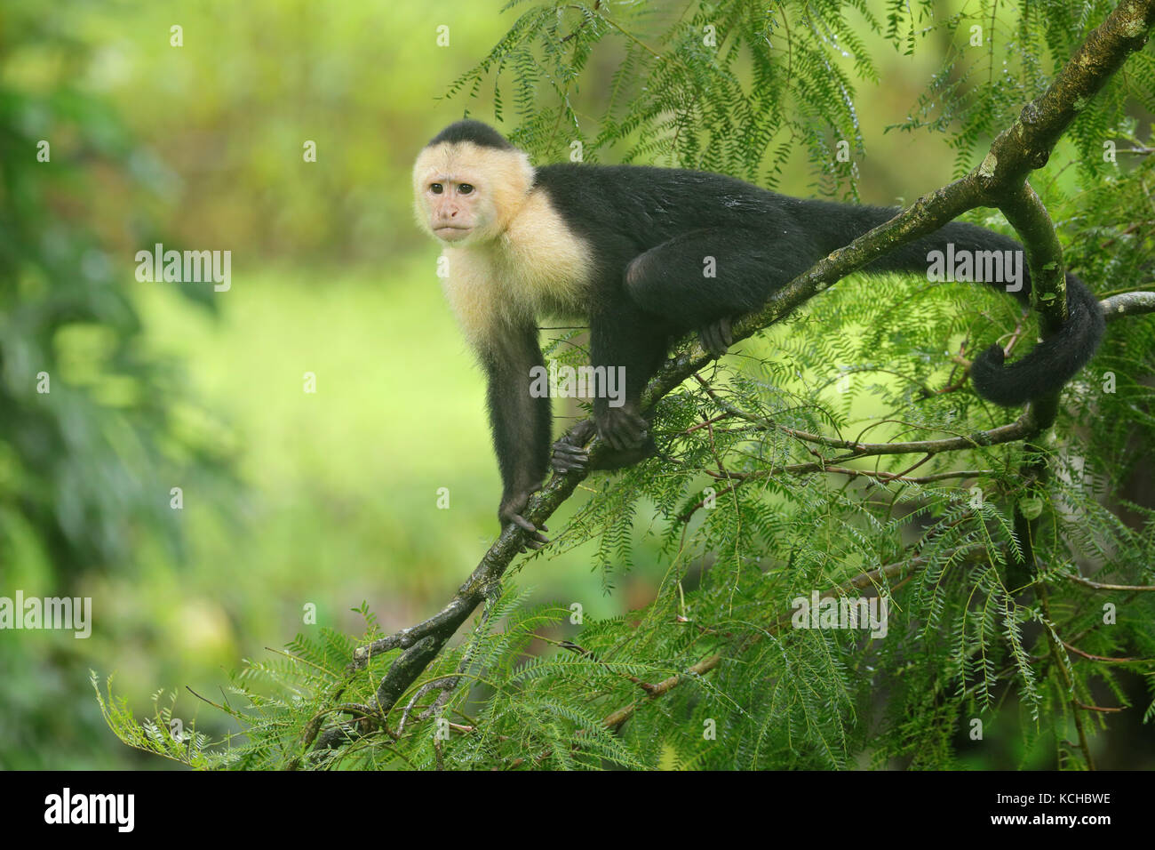 White-faced Monkey Cappuchin perché sur une branche au Costa Rica Banque D'Images