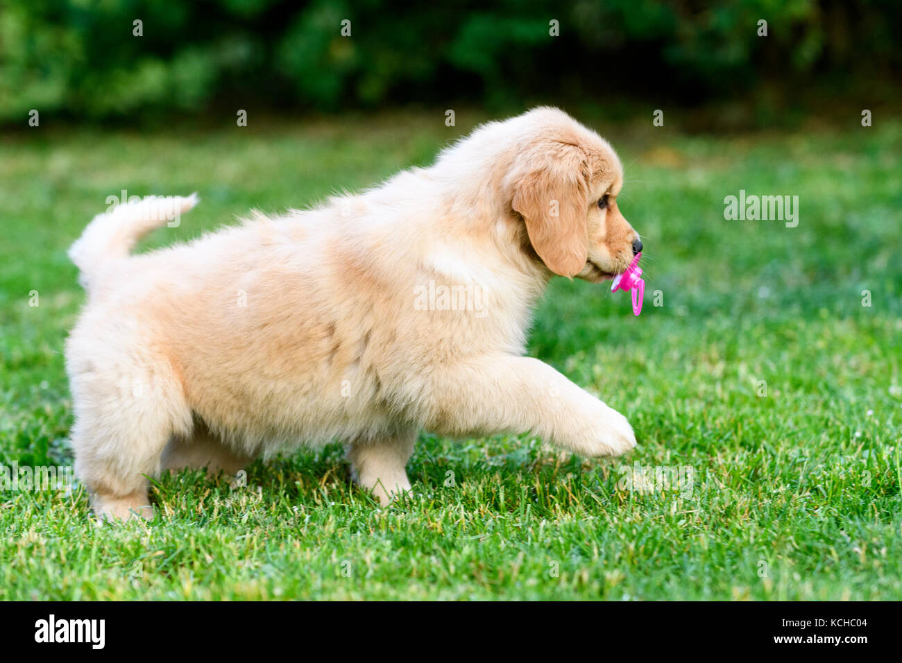 Une semaine 8 vieux chiot Golden Retriever avec un bébé sucette dans sa bouche. Banque D'Images