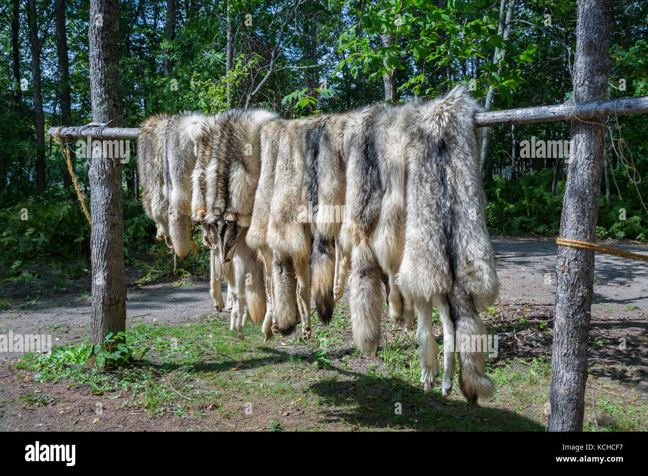 Peaux de fourrure de loup, le parc historique du Fort William, Thunder Bay, Ontario, Canada. Banque D'Images