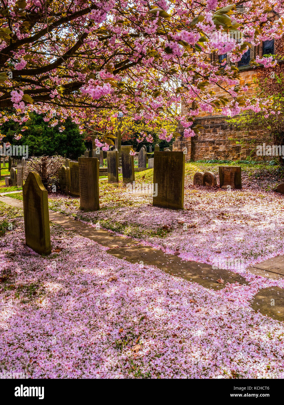 Fleur de cerisier, Barlow churchyard, Derbyshire Banque D'Images