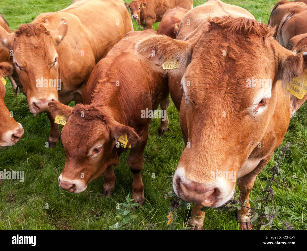 Vaches et veaux angus rouge Banque de photographies et d’images à haute ...