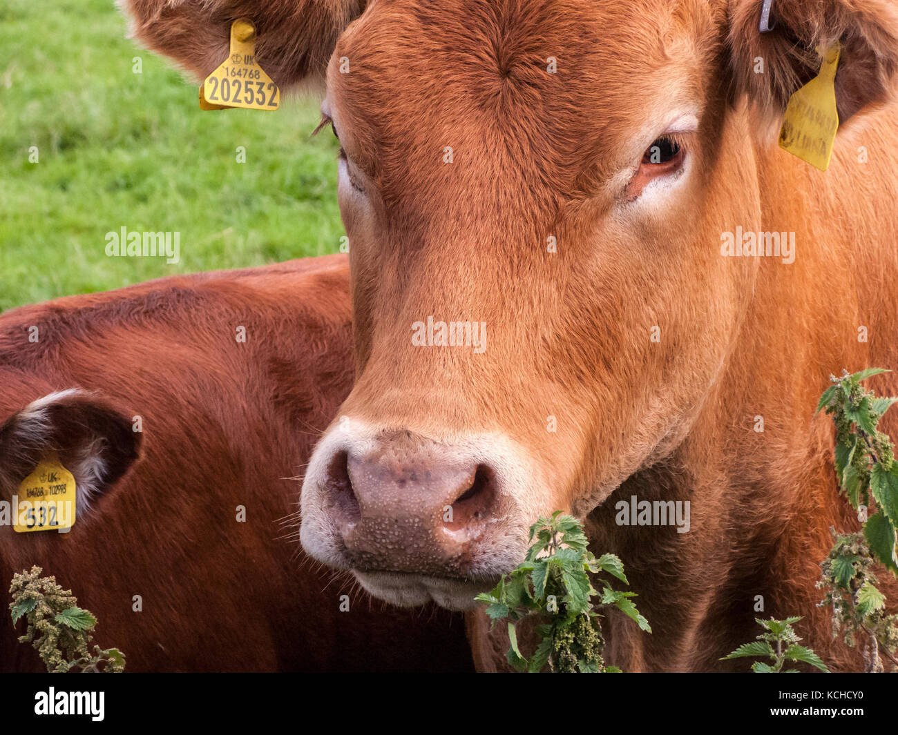 Vache et son veau Angus rouge Banque D'Images