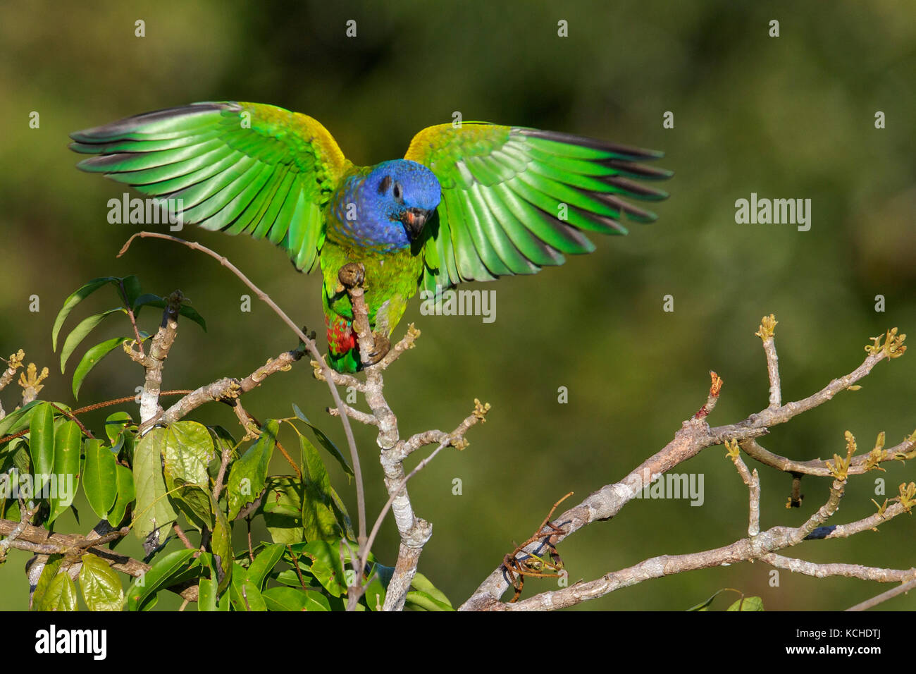 Amazone à tête bleue (Pionus menstruus) perché sur une branche dans l'Amazonie au Brésil. Banque D'Images Amazone à tête bleue (Pionus menstruus) perché sur une branche dans l'Amazonie au Brésil. Banque D'Images