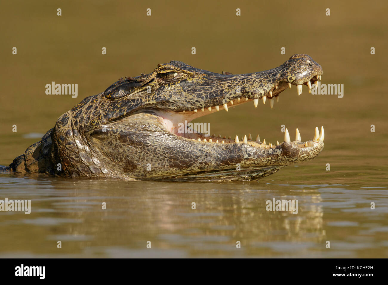 Alimentation Caiman dans un milieu humide dans la région du Pantanal au Brésil Banque D'Images