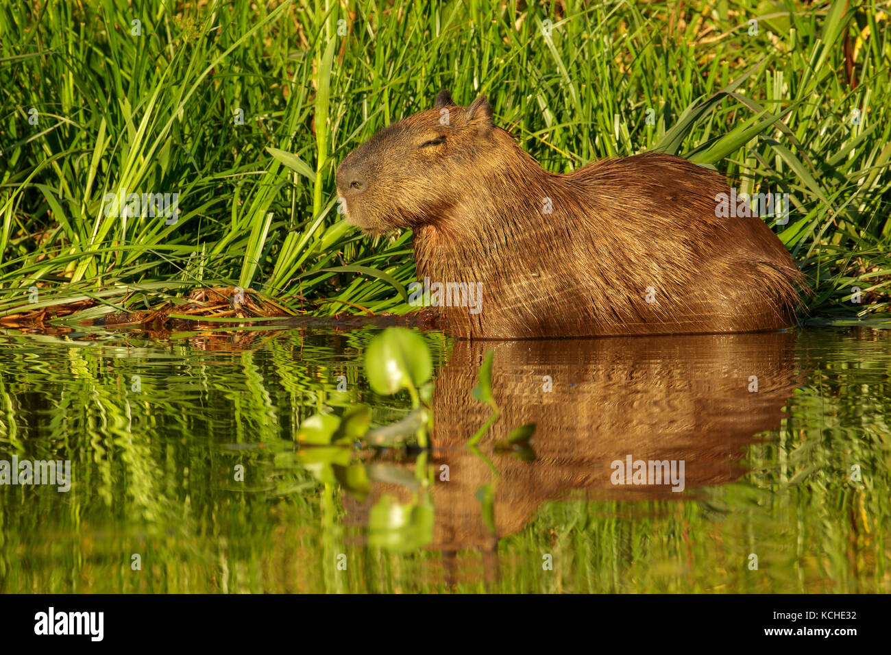 Alimentation Capybara dans un milieu humide dans la région du Pantanal brésilien. Banque D'Images