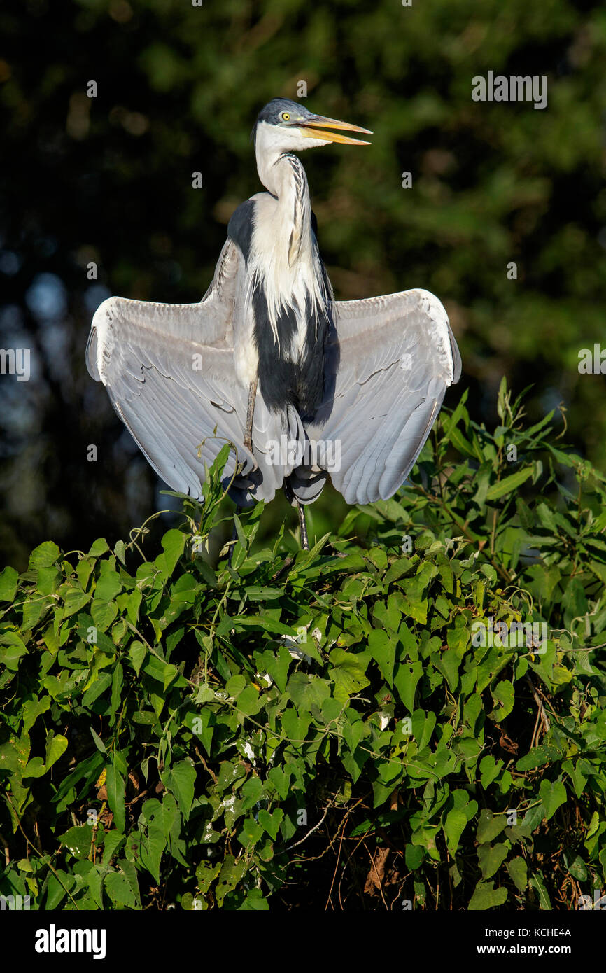 Le Héron Cocoi (Ardea cocoi) perché sur une branche dans la région du Pantanal brésilien. Banque D'Images