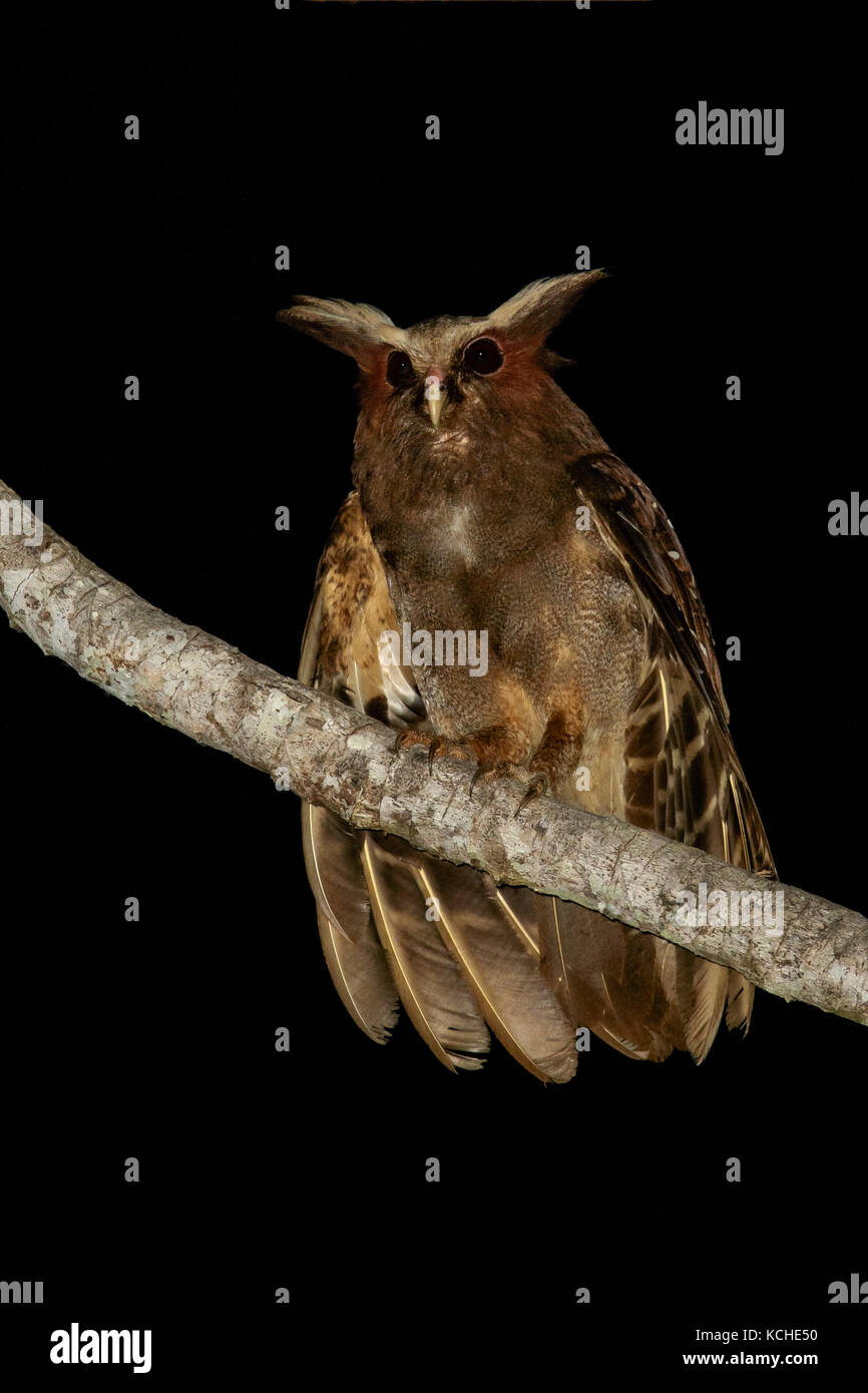 Crested Owl (Lophostrix cristata) perché sur une branche dans l'Amazonie au Brésil. Banque D'Images