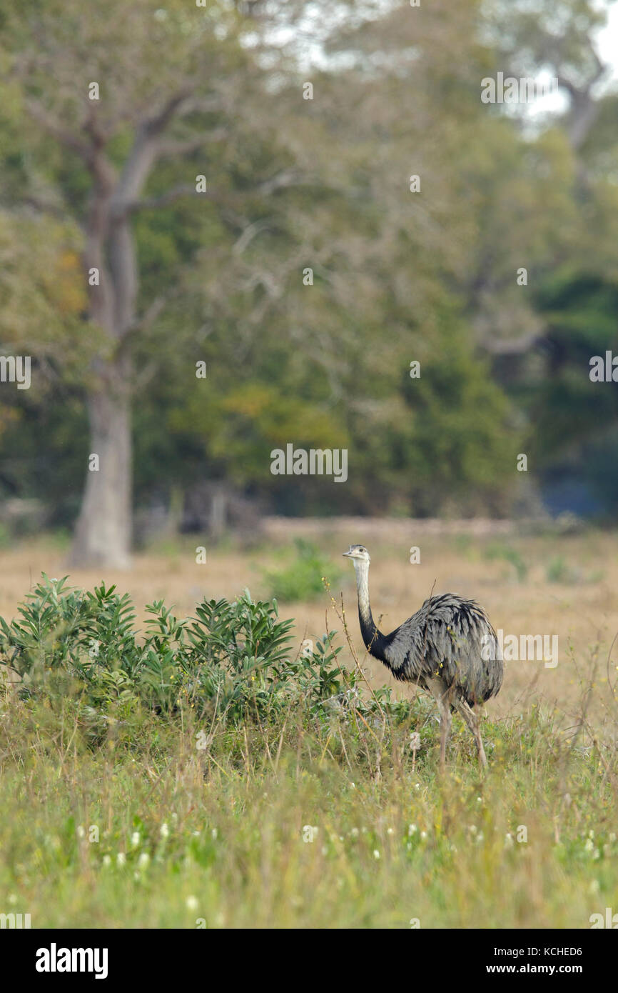 Nandou (Rhea americana) dans une zone de prairies dans la région du Pantanal brésilien. Banque D'Images