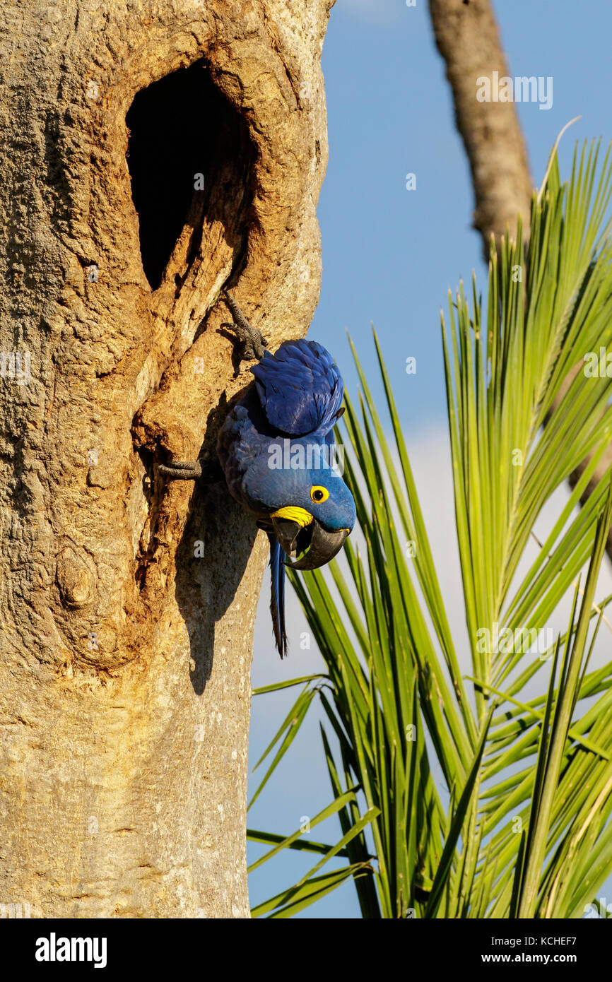 Anodorhynchus hyacinthinus Hyacinth Macaw () perché sur une branche dans la région du Pantanal brésilien. Banque D'Images
