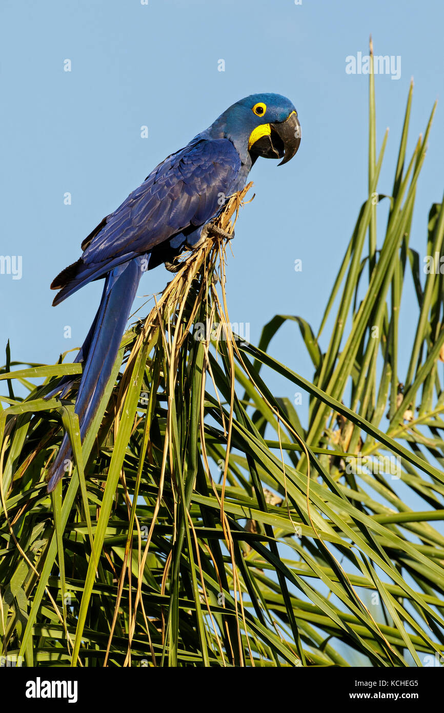 Anodorhynchus hyacinthinus Hyacinth Macaw () perché sur une branche dans la région du Pantanal brésilien. Banque D'Images