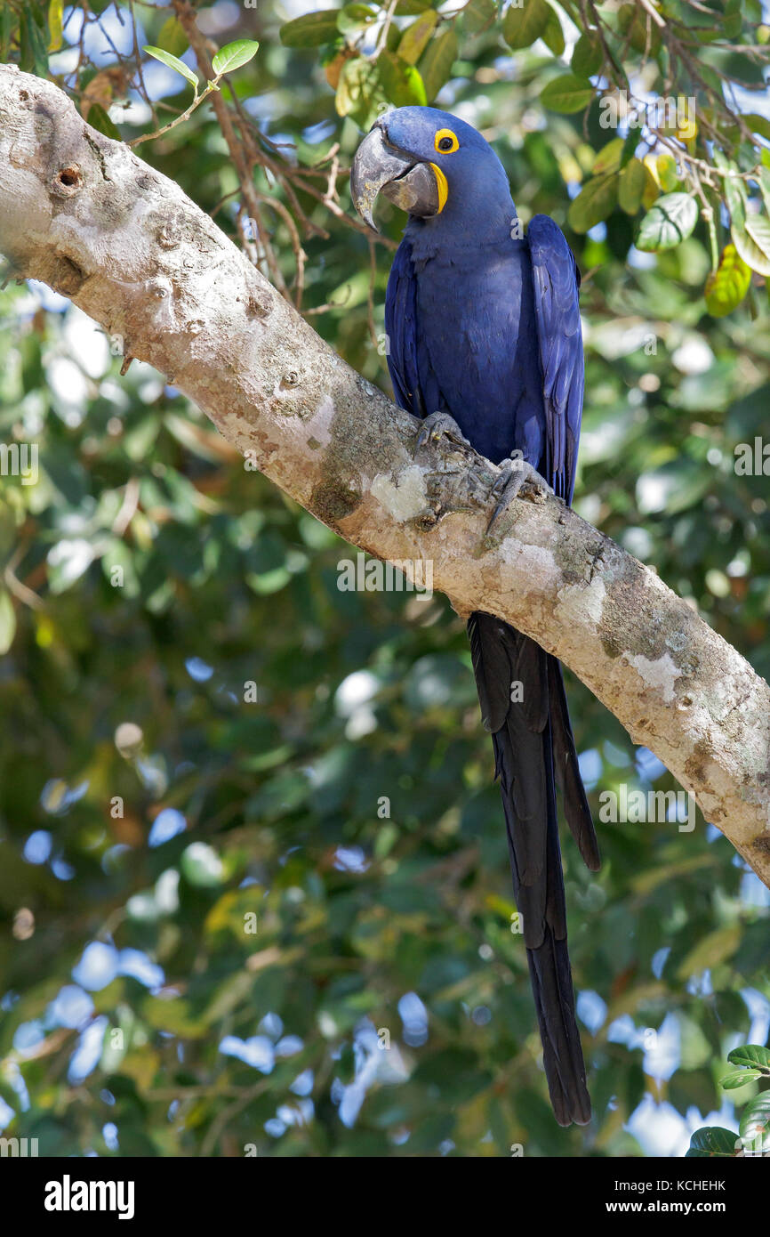 Anodorhynchus hyacinthinus Hyacinth Macaw () perché sur une branche dans la région du Pantanal brésilien. Banque D'Images