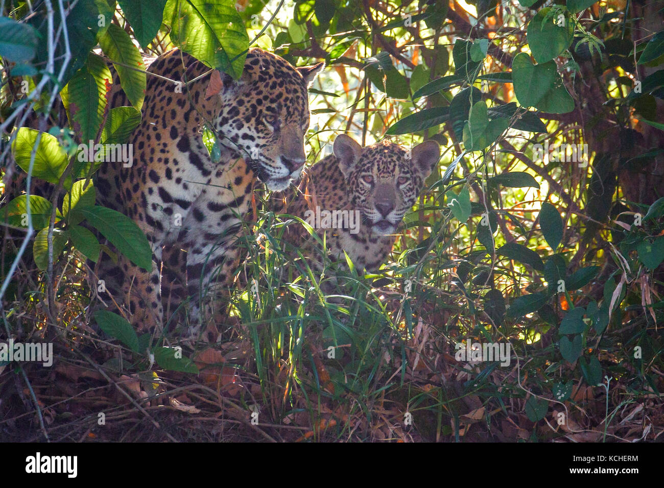 Jaguar dans un milieu humide dans la région du Pantanal brésilien. Banque D'Images