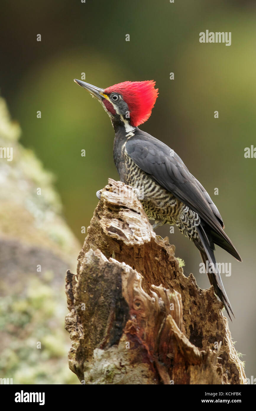 Lineated Woodpecker (Dryocopus lineatus) perché sur une branche dans la Forêt Tropicale Atlantique Région du Brésil. Banque D'Images