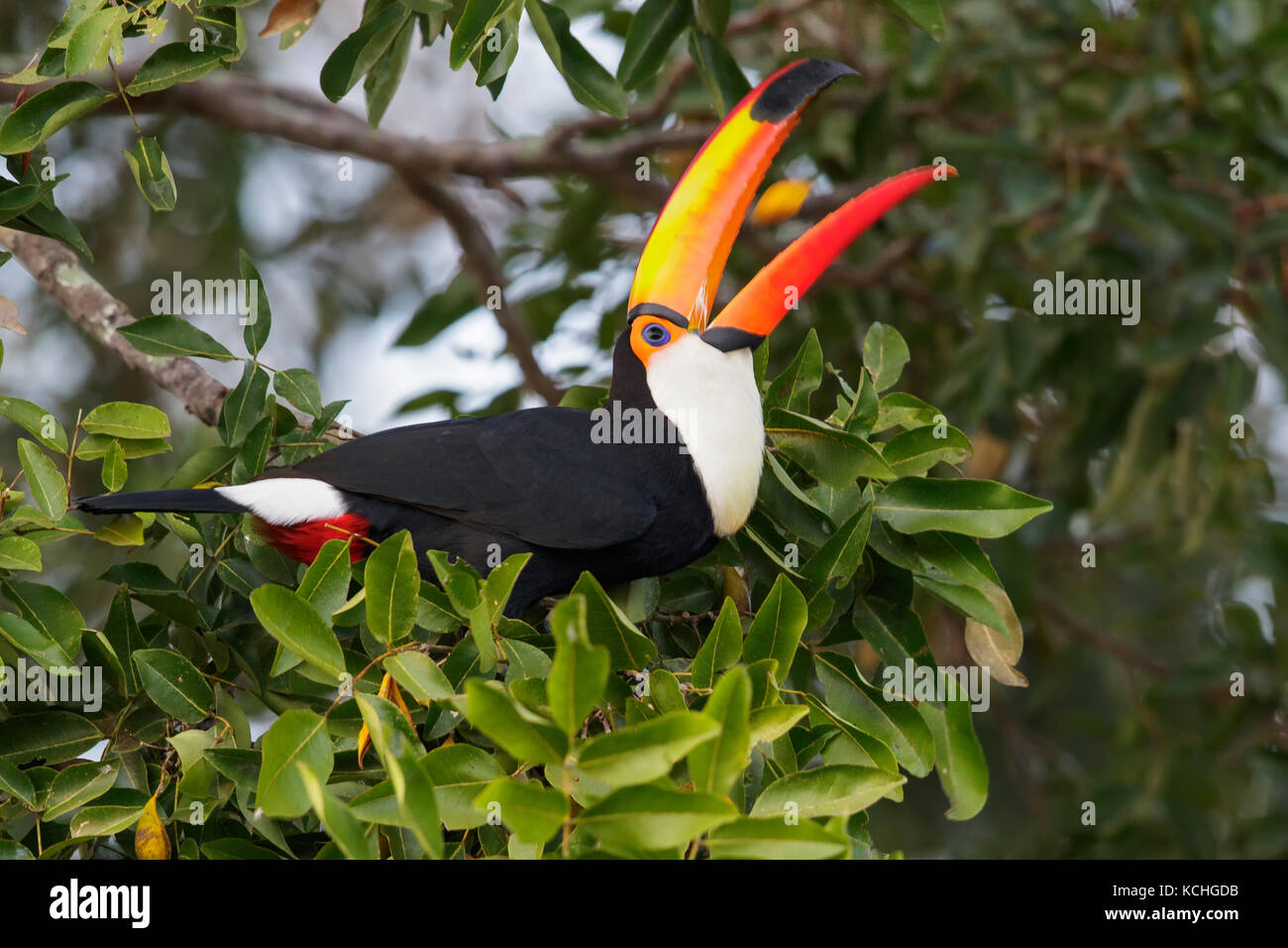 Toucan Toco (Ramphastos toco) perché sur une branche dans la région du Pantanal brésilien. Banque D'Images
